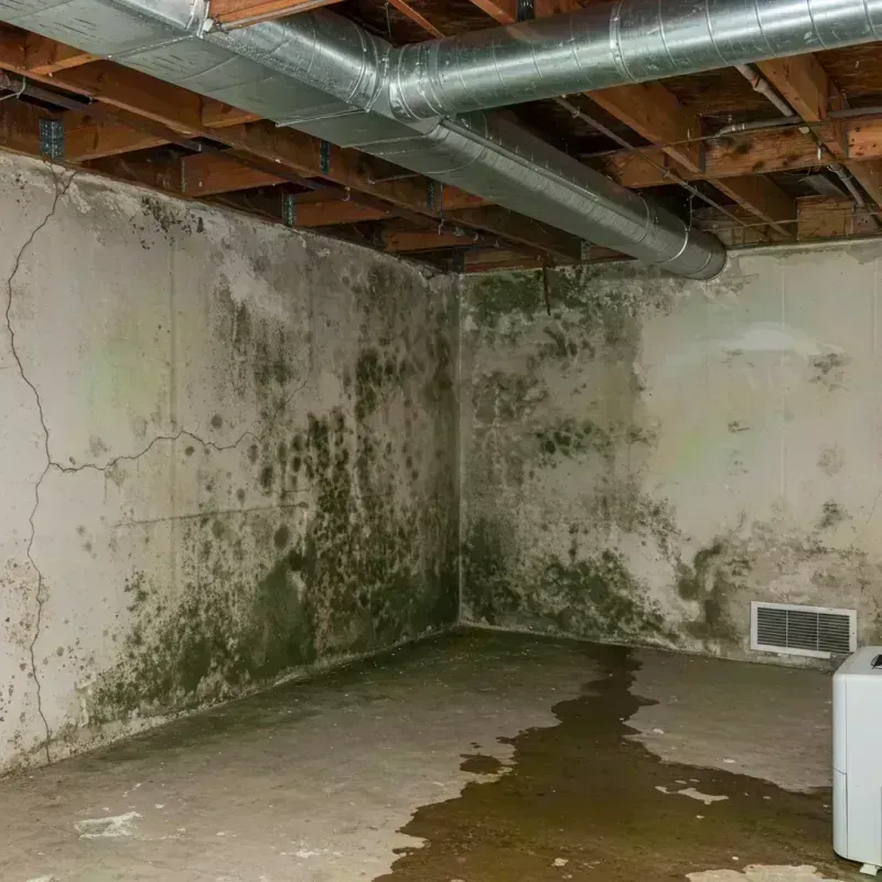 Professional Mold Removal in Belzoni, MS